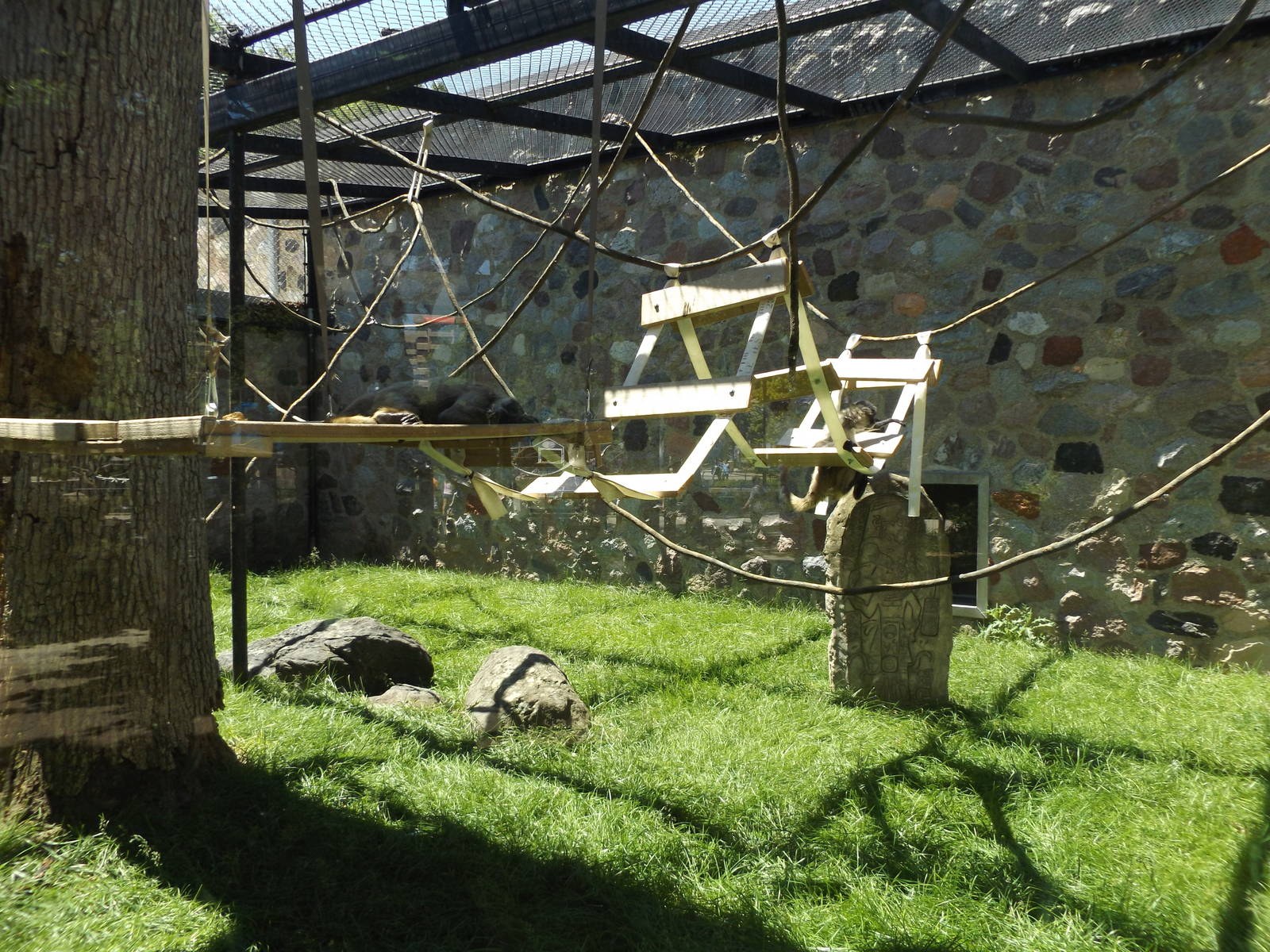 Primates of the World- New Outdoor Spider Monkey Exhibit Climbing Structure