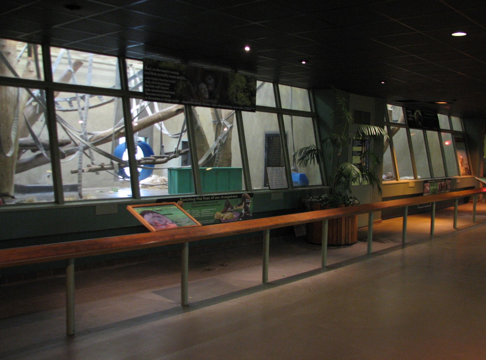 Primates of the World - Orangutan Exhibits