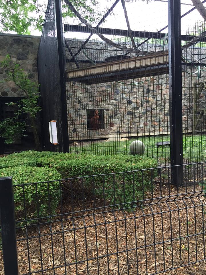 Primates of the World- Orangutan