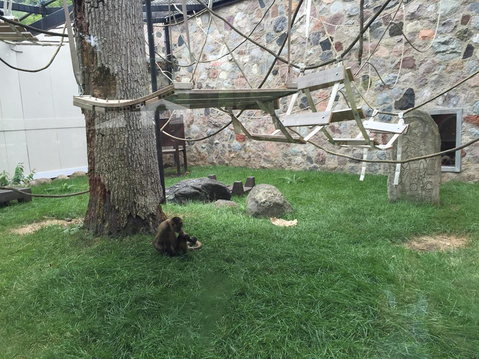 Primates of the World- Spider Monkey