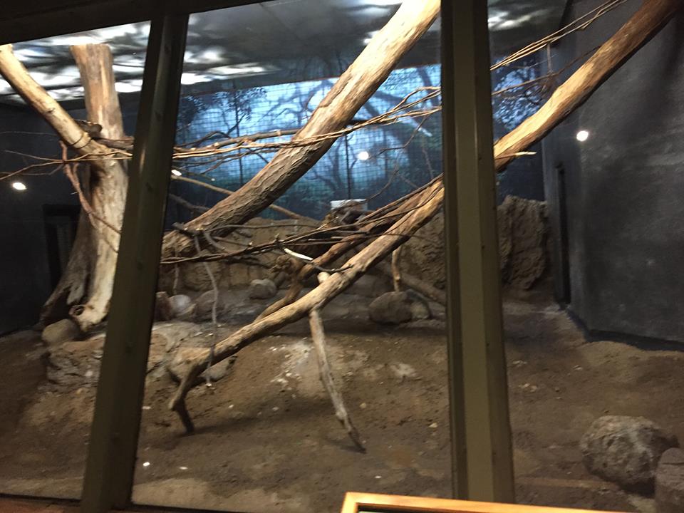 Primates of the World