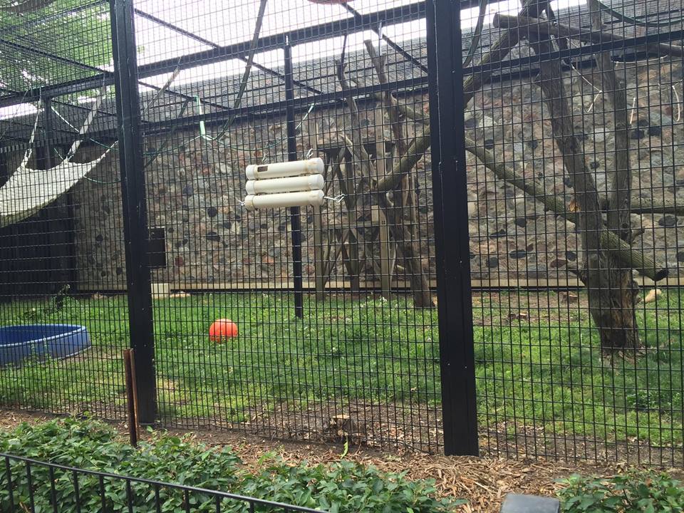 Primates of the World