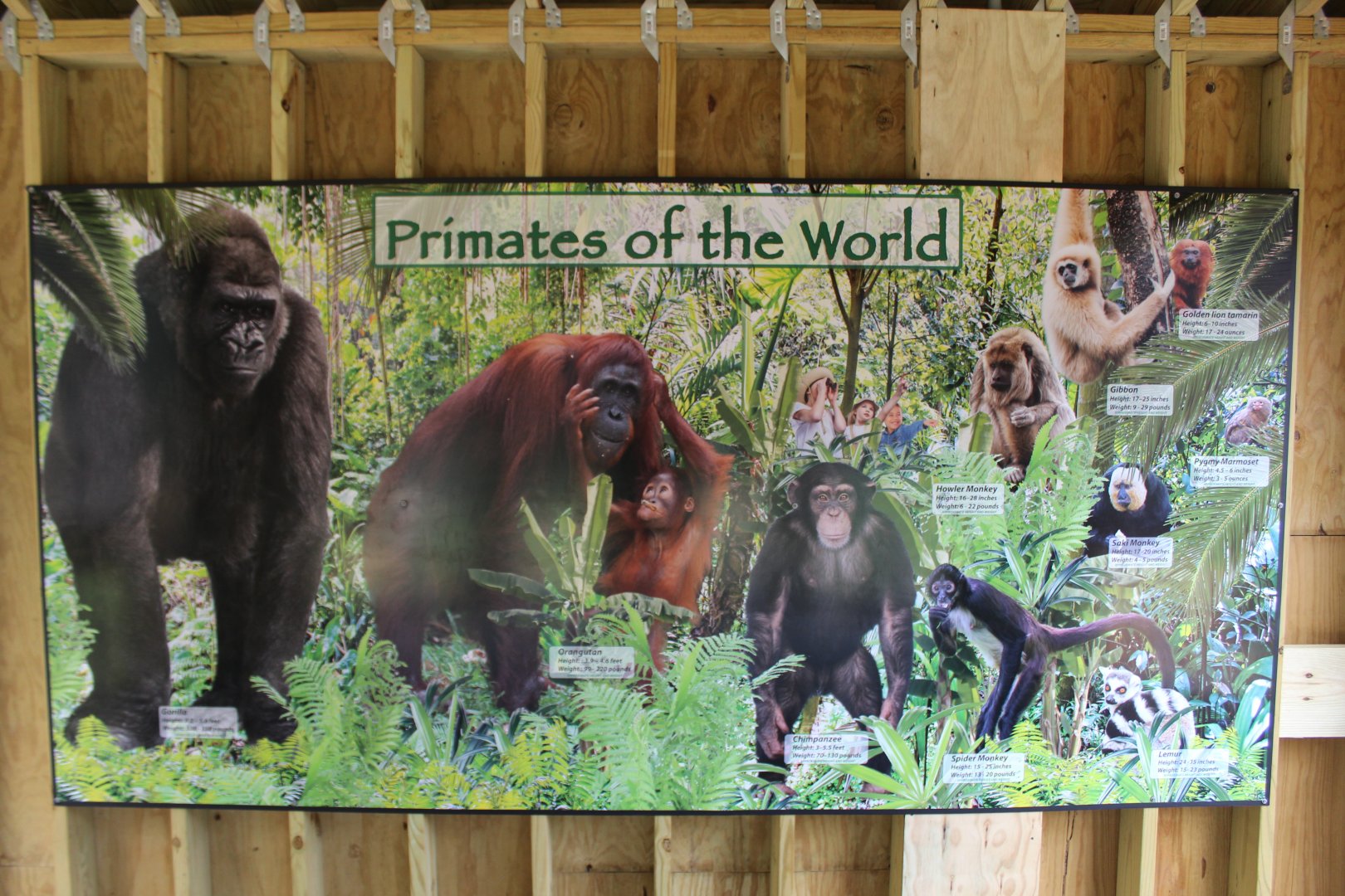 Primates of the World
