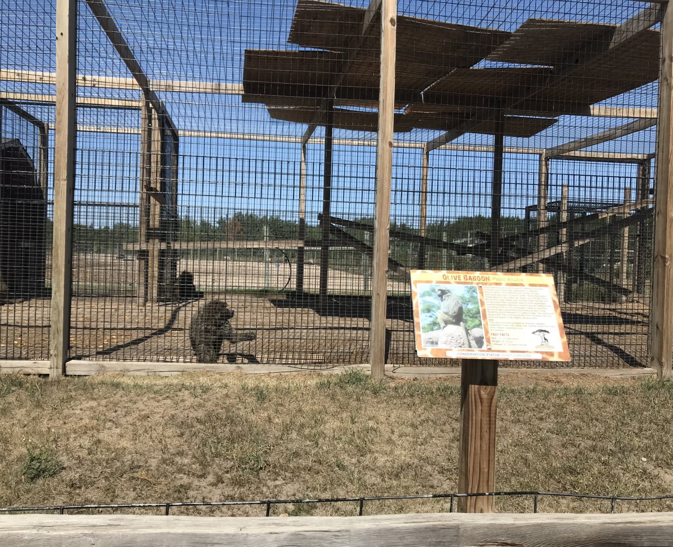 Primates- olive baboon exhibit