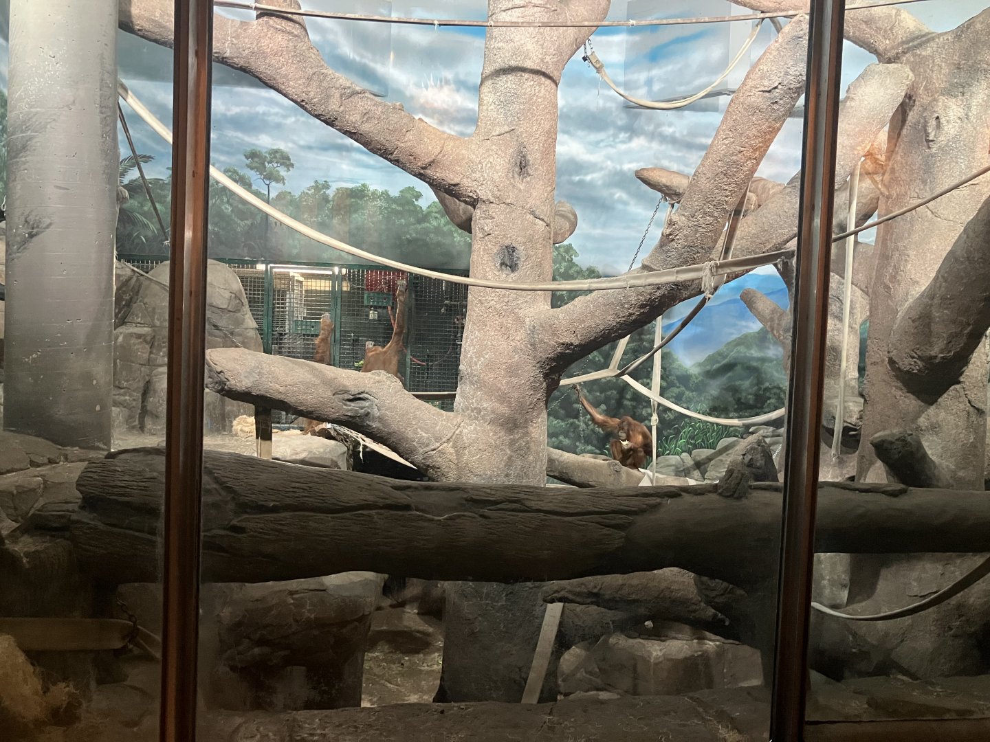 Primates - Orangutan Exhibit