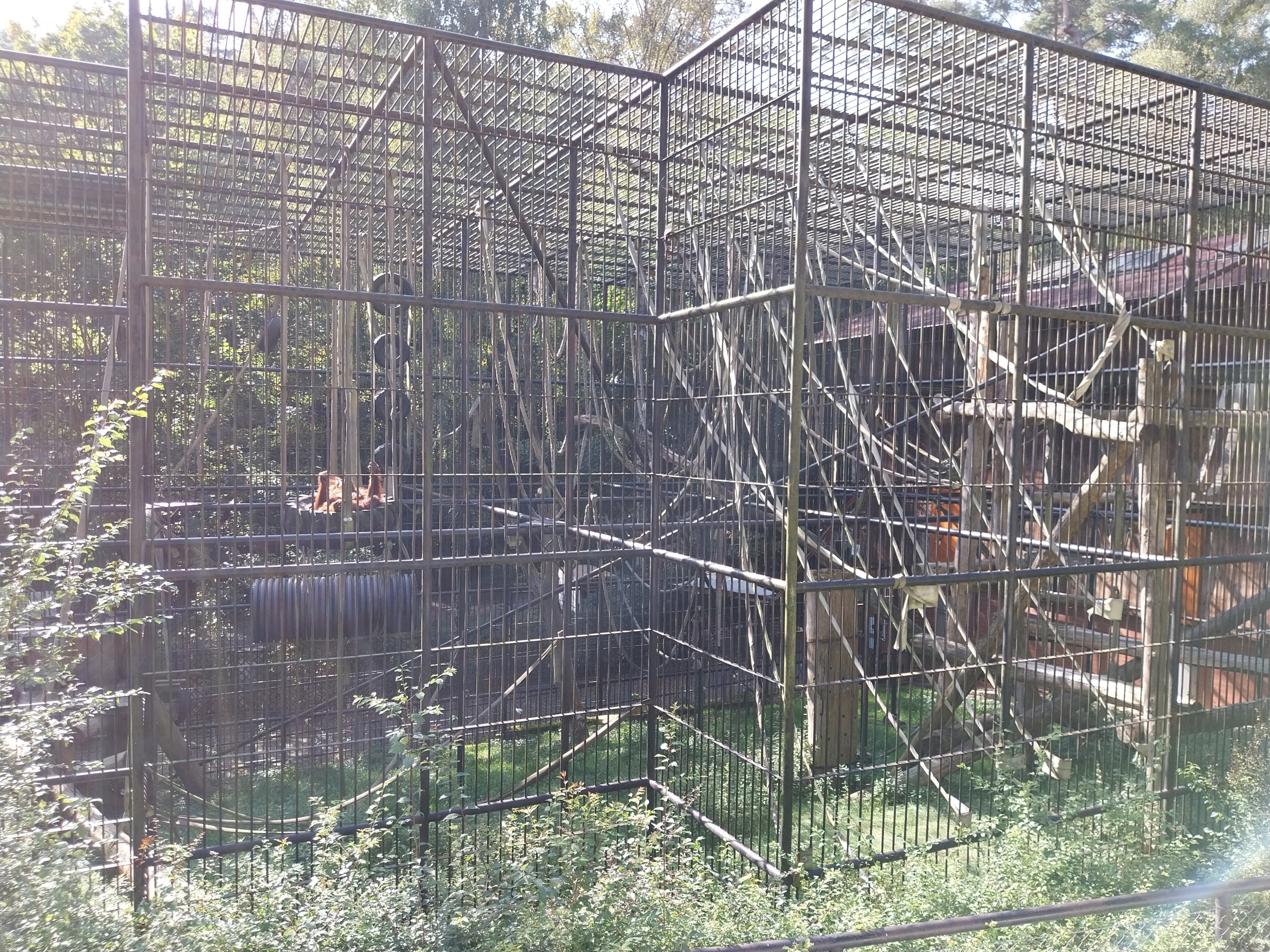 Primates - Orangutan (Pongo pygmaeus)