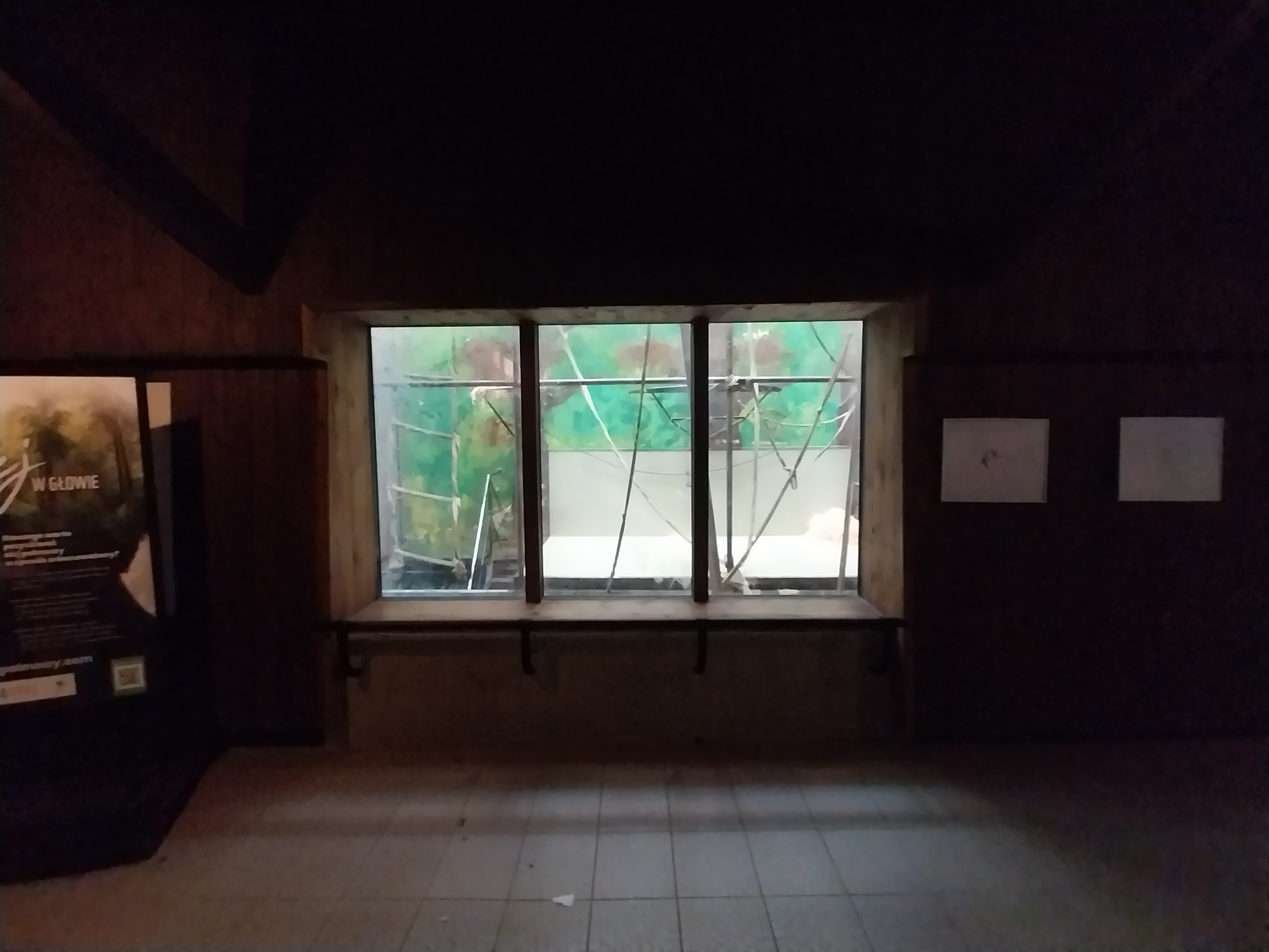 Primates - Orangutan (Pongo pygmaeus)