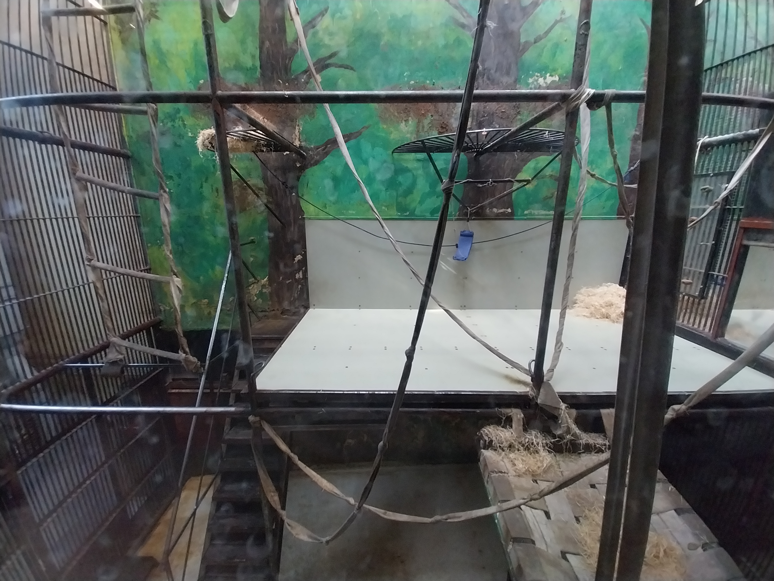 Primates - Orangutan (Pongo pygmaeus)