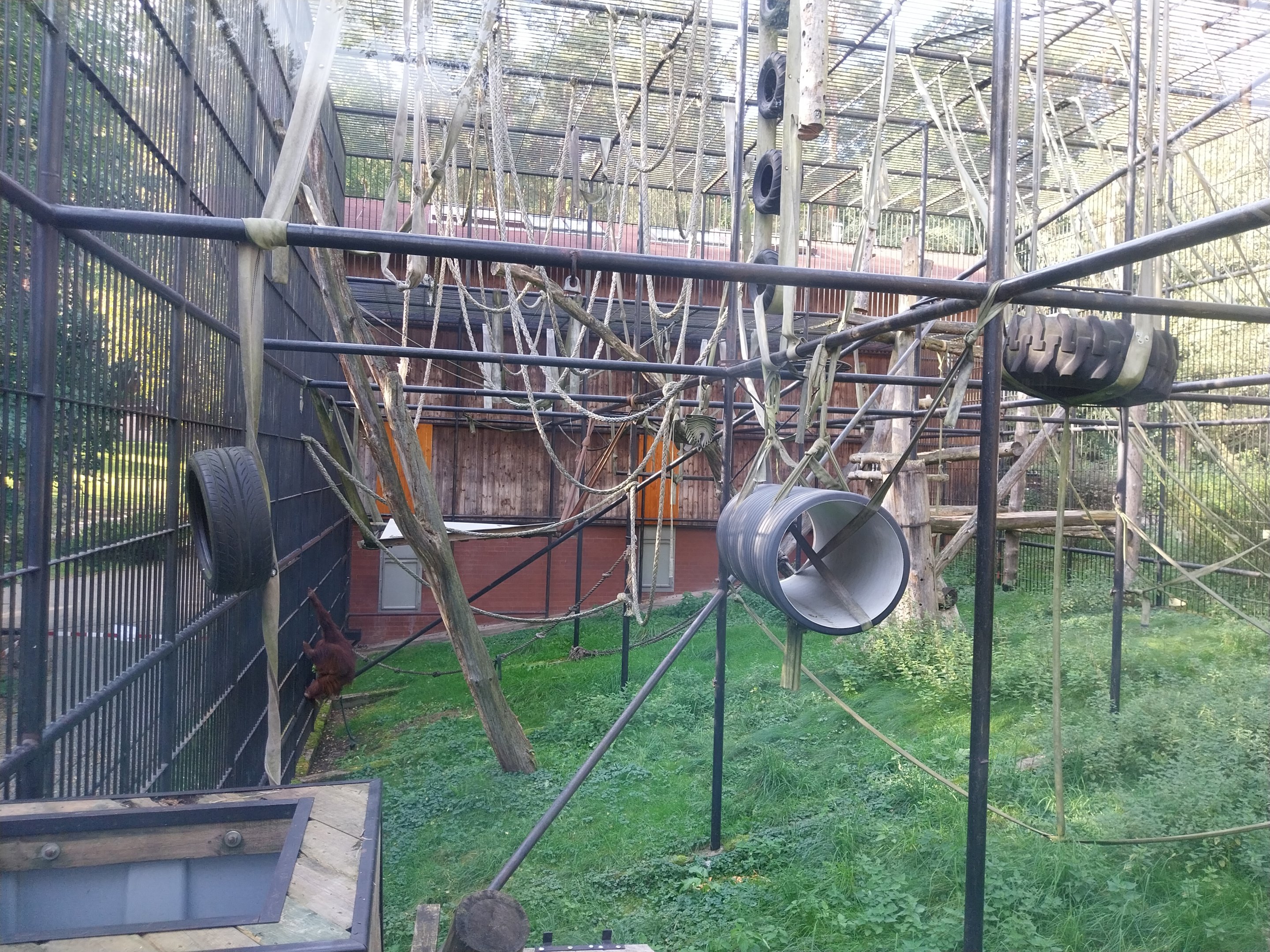 Primates - Orangutan (Pongo pygmaeus)