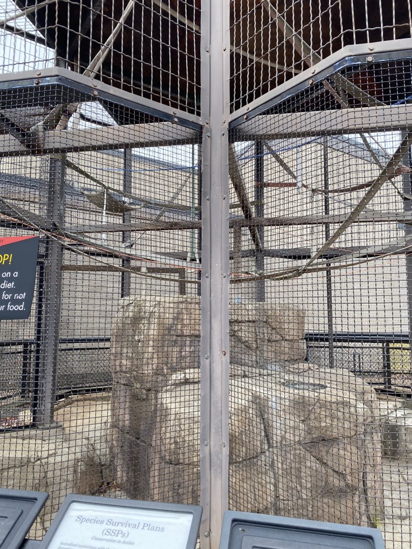 Primates- outdoor patas monkey cage