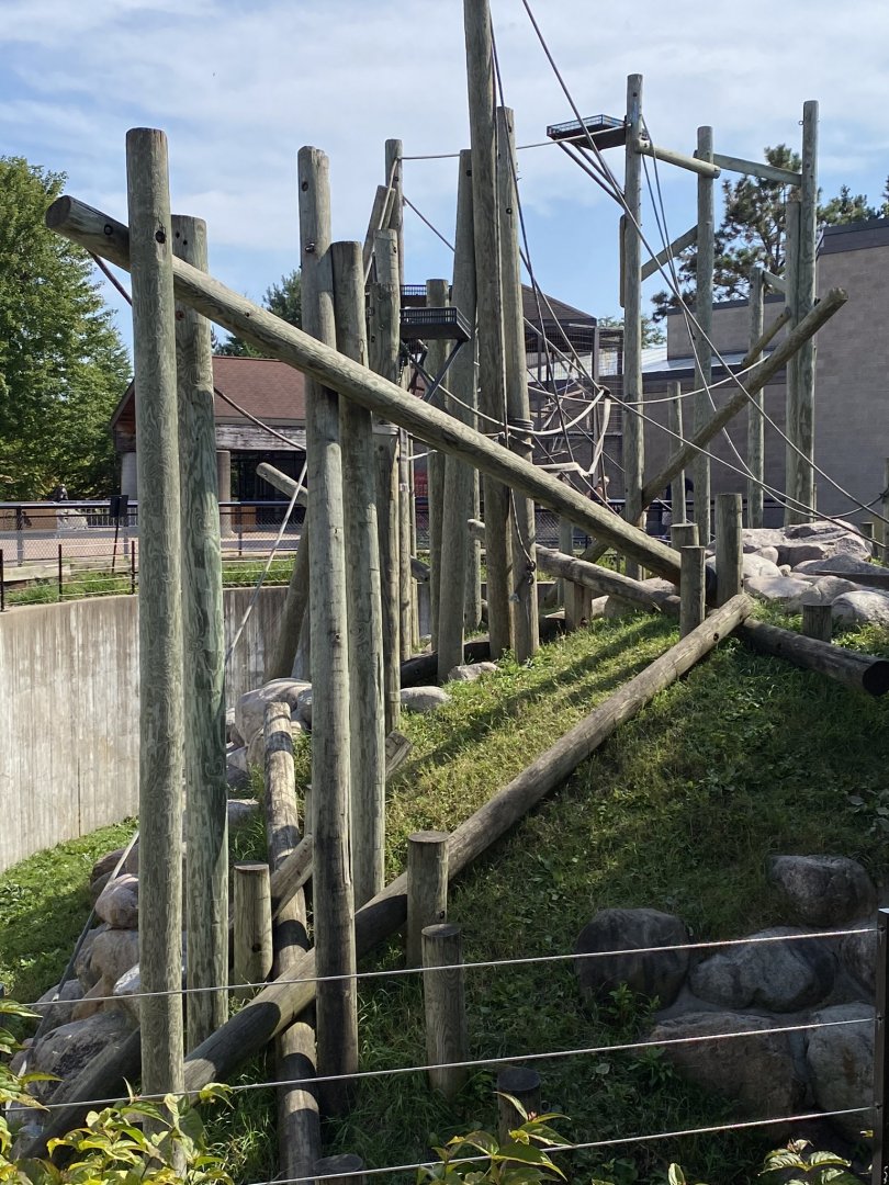 Primates- outdoor Sumatran orangutan exhibit