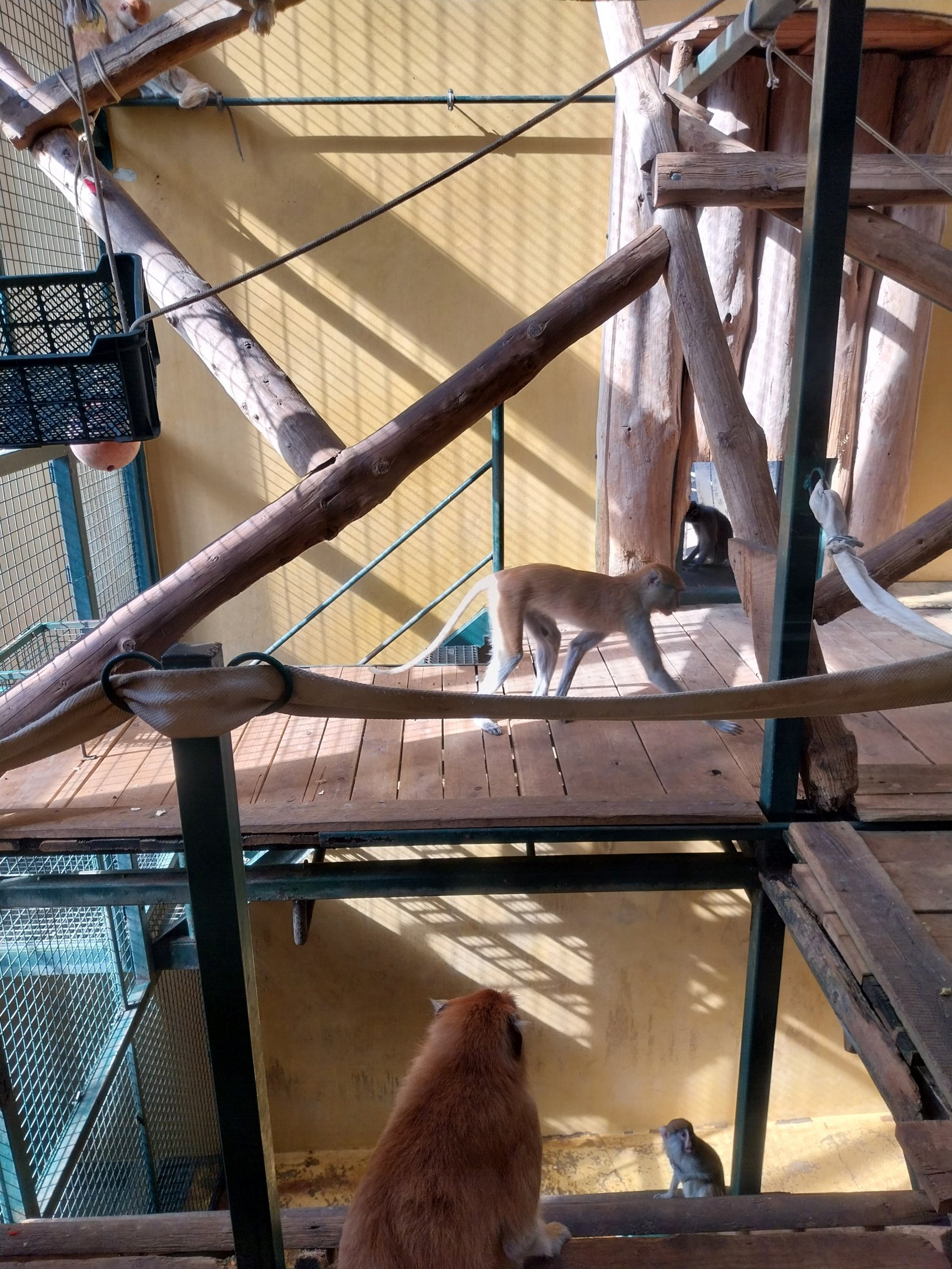 Primates - Patas Monkey (Erythrocebus patas)