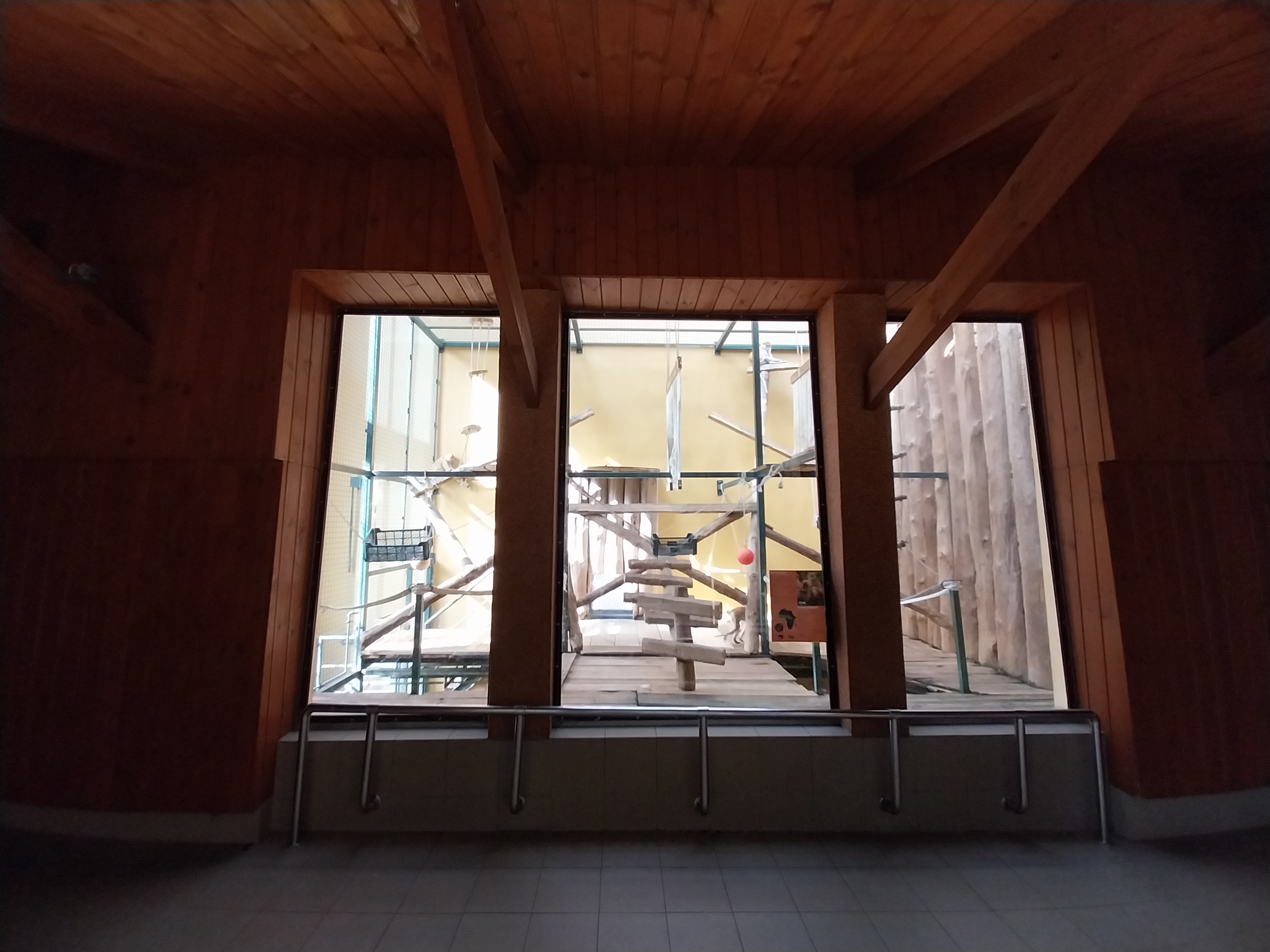 Primates - Patas Monkey (Erythrocebus patas)