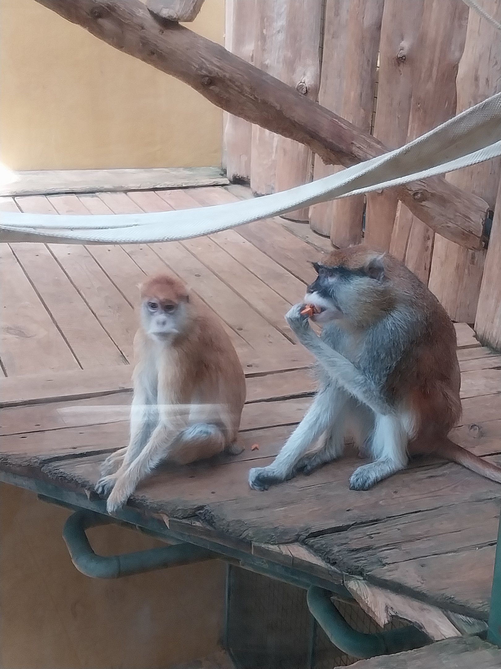 Primates - Patas Monkey (Erythrocebus patas)