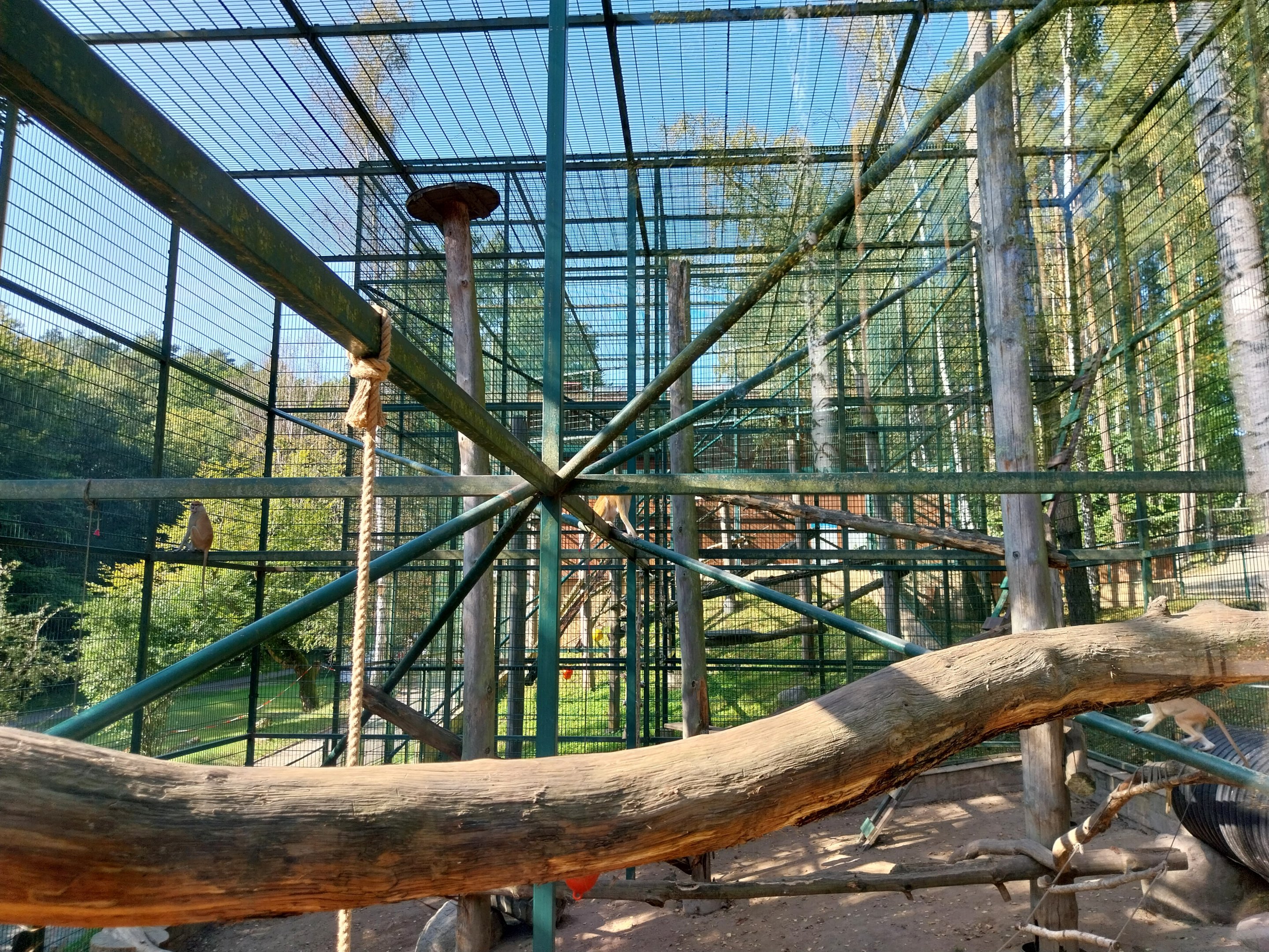 Primates - Patas Monkey (Erythrocebus patas)