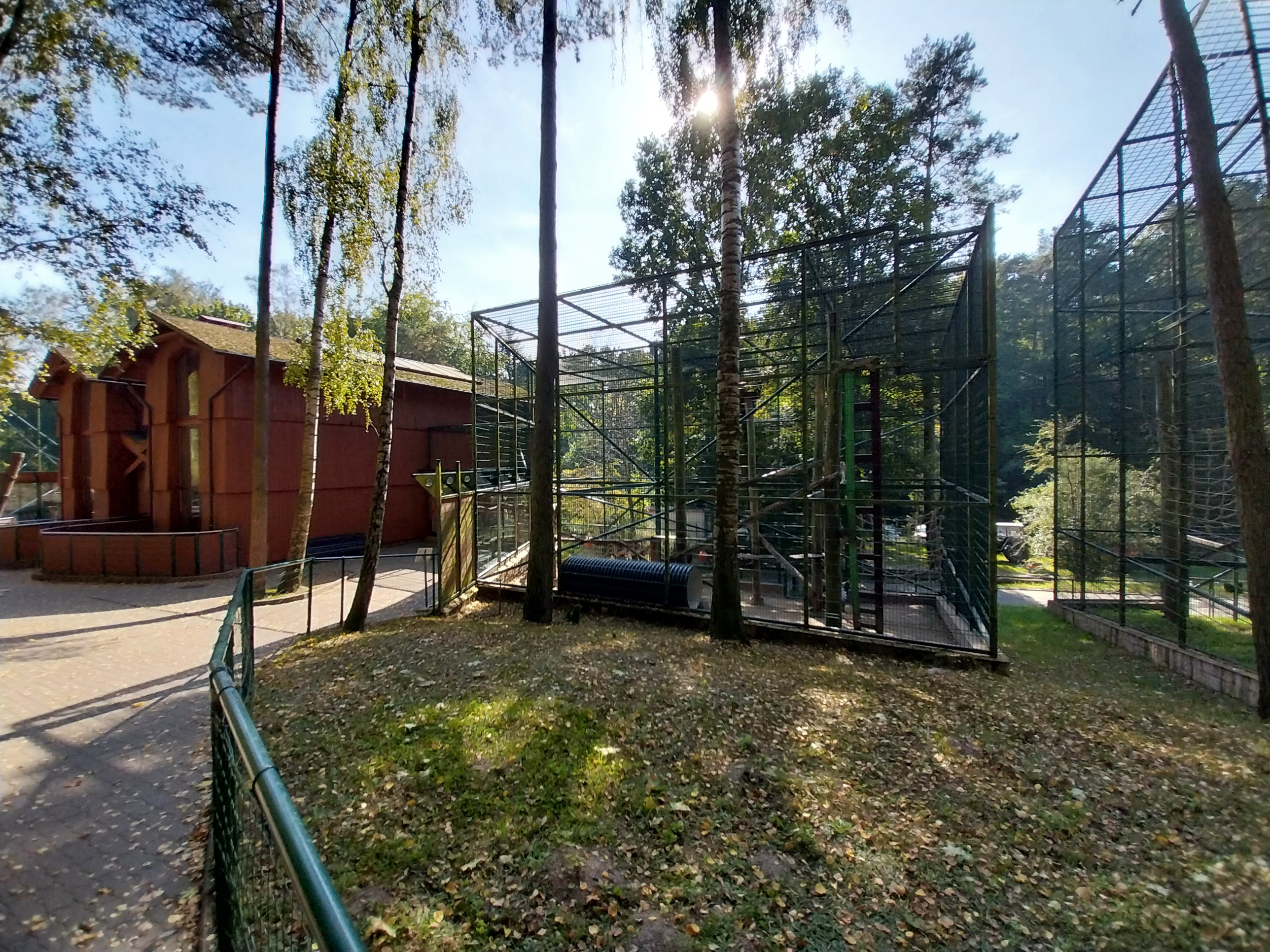 Primates - Patas Monkey (Erythrocebus patas)