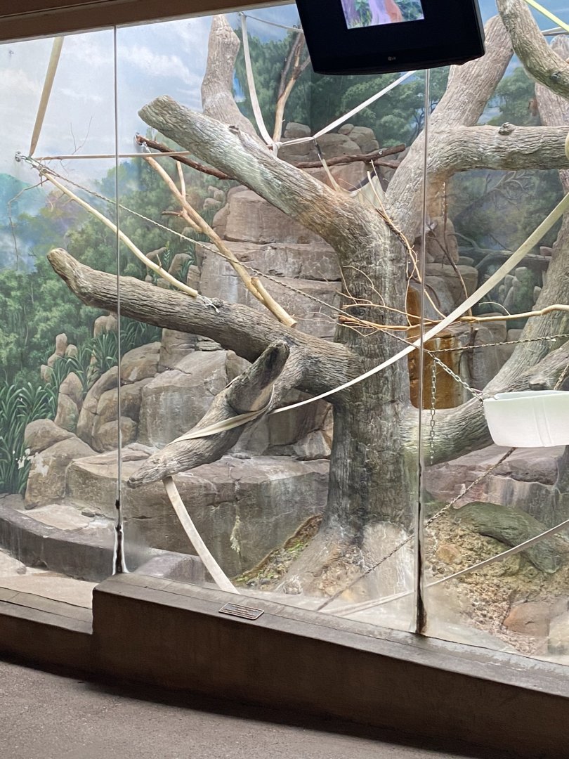 Primates- patas monkey exhibit