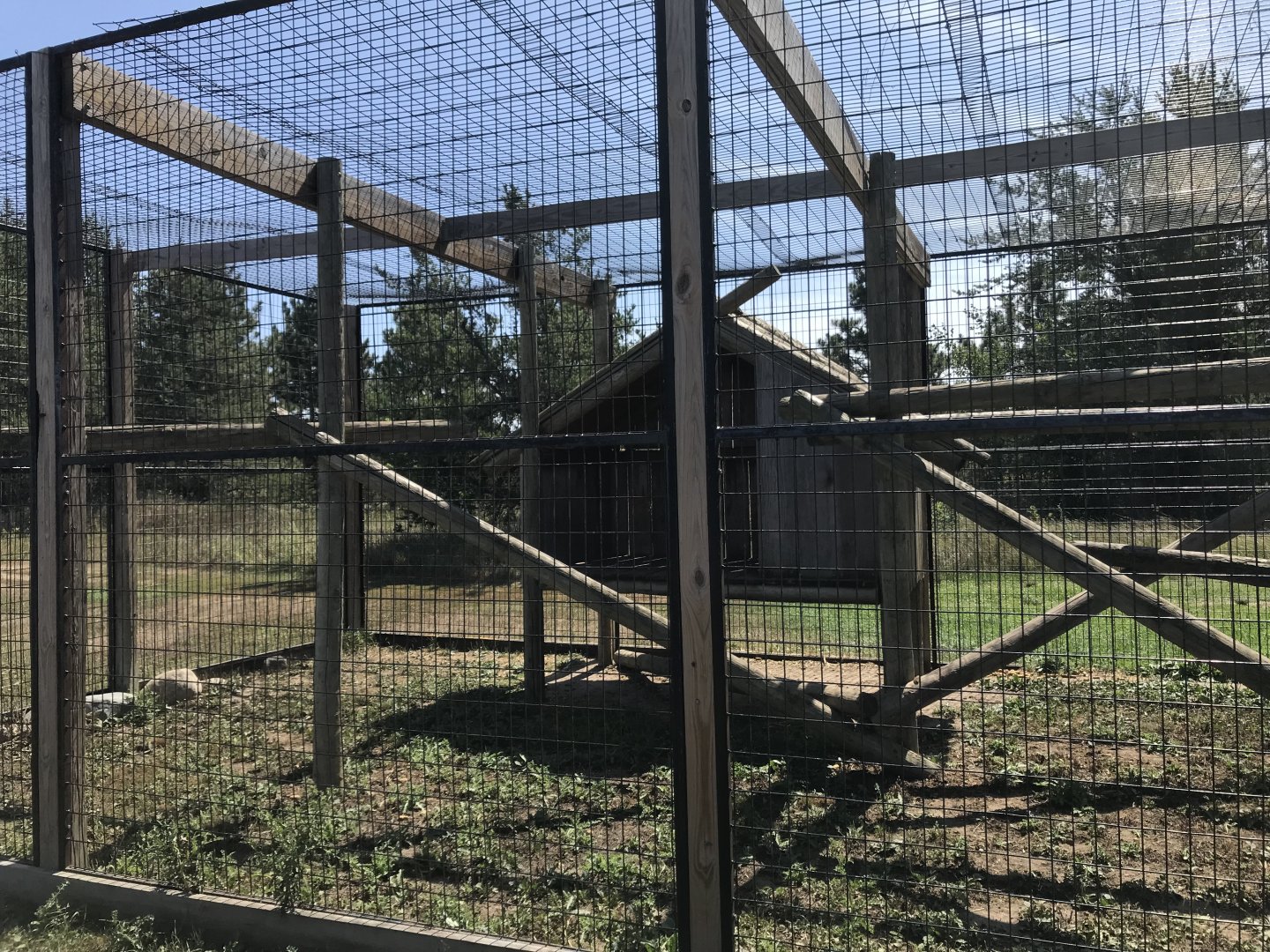 Primates- patas monkey exhibit
