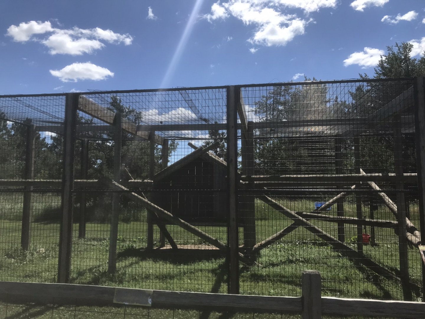 Primates - Patas Monkey Exhibit
