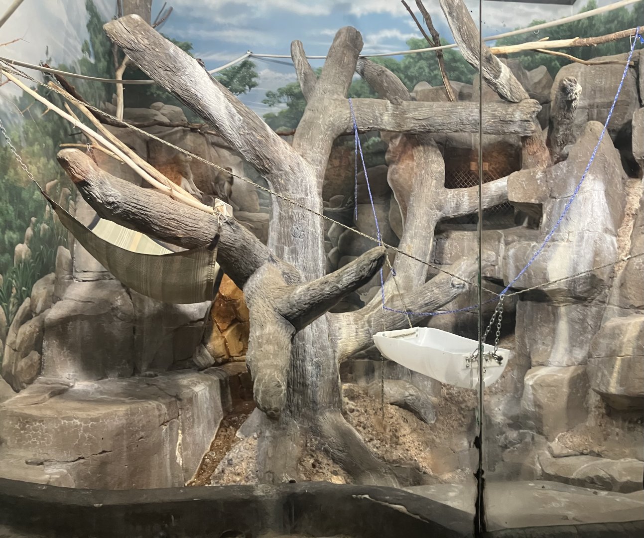 Primates - Patas Monkey Exhibit