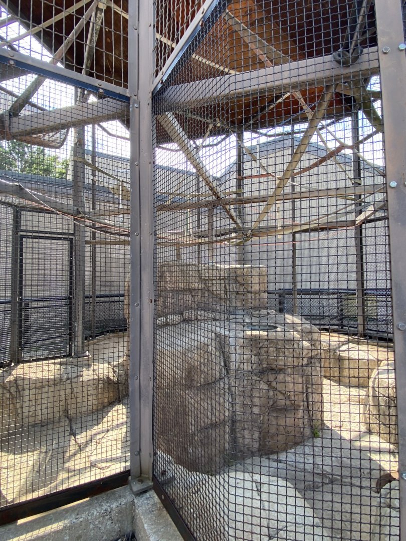 Primates- patas monkey outdoor cage