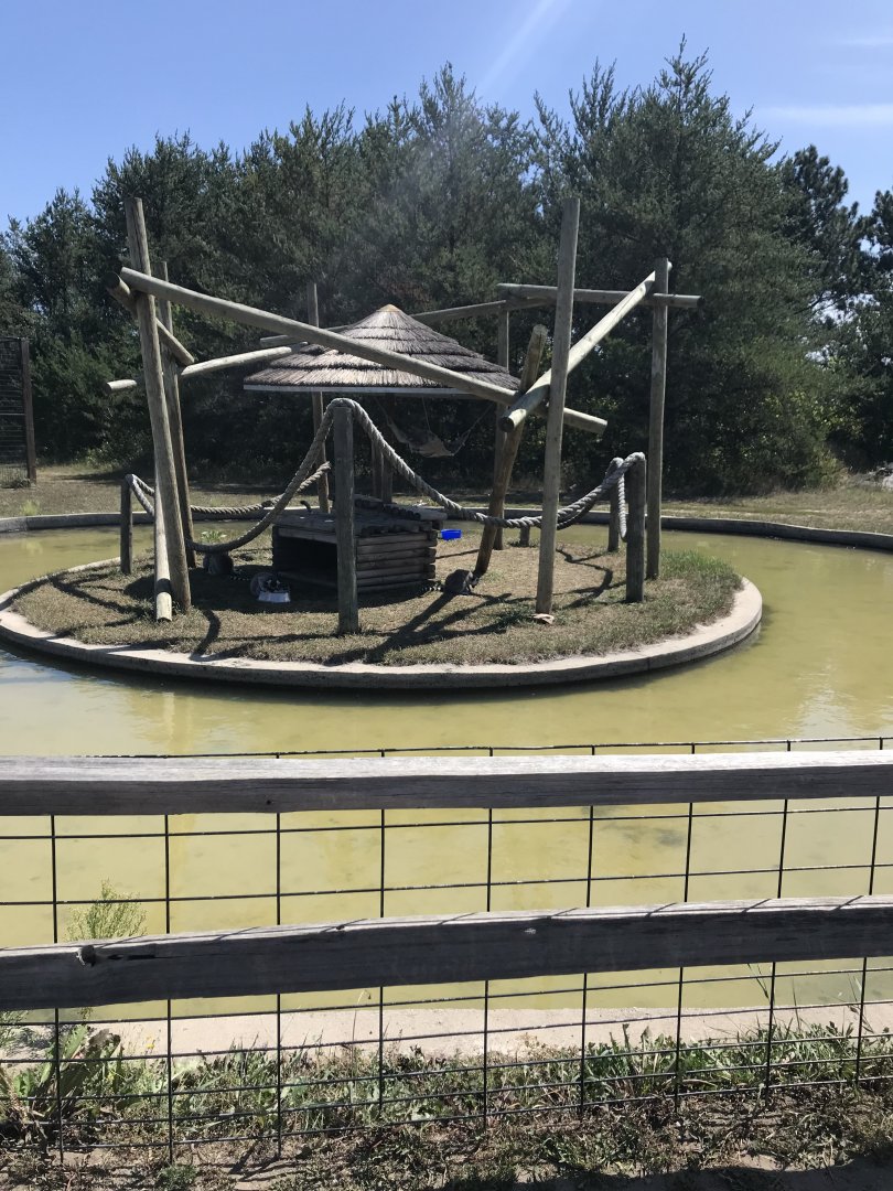 Primates- ring-tailed lemur exhibit