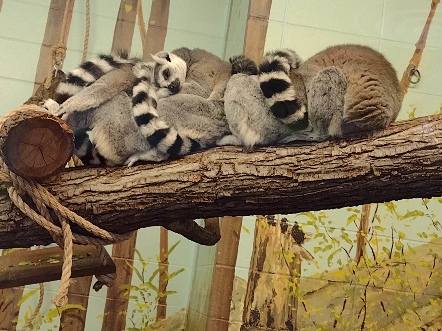 Primates- Ring-tailed Lemurs
