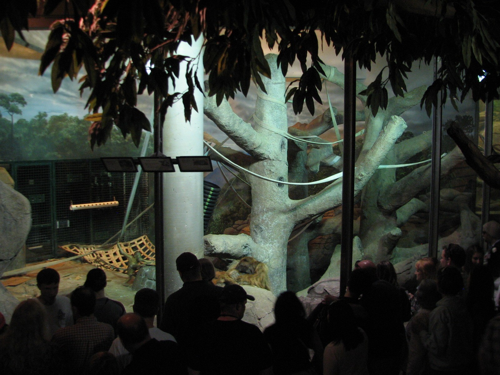 Primates - Sumatran Orangutan Bedroom