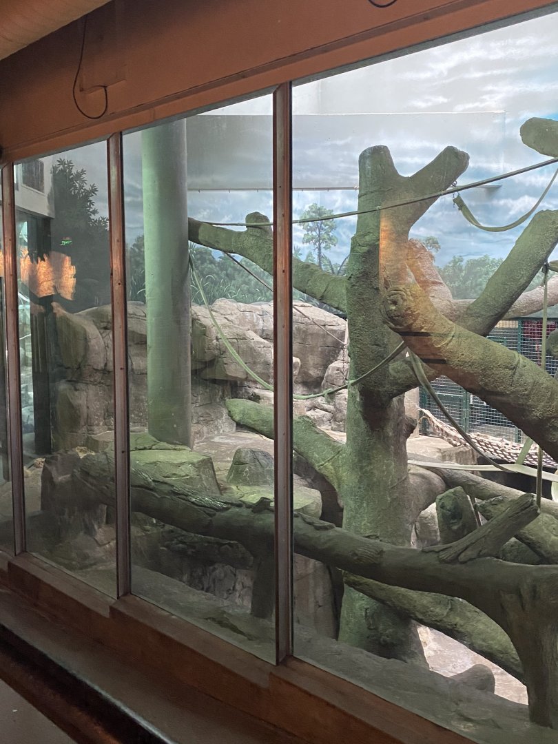 Primates- Sumatran orangutan indoor exhibit