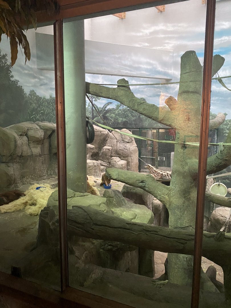 Primates- Sumatran orangutan indoor exhibit