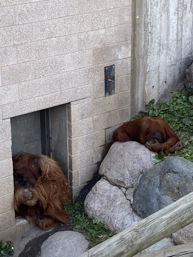 Primates- Sumatran orangutans