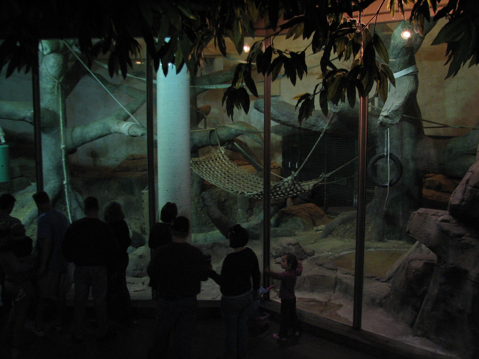 Primates - Western Lowland Gorilla Bedroom