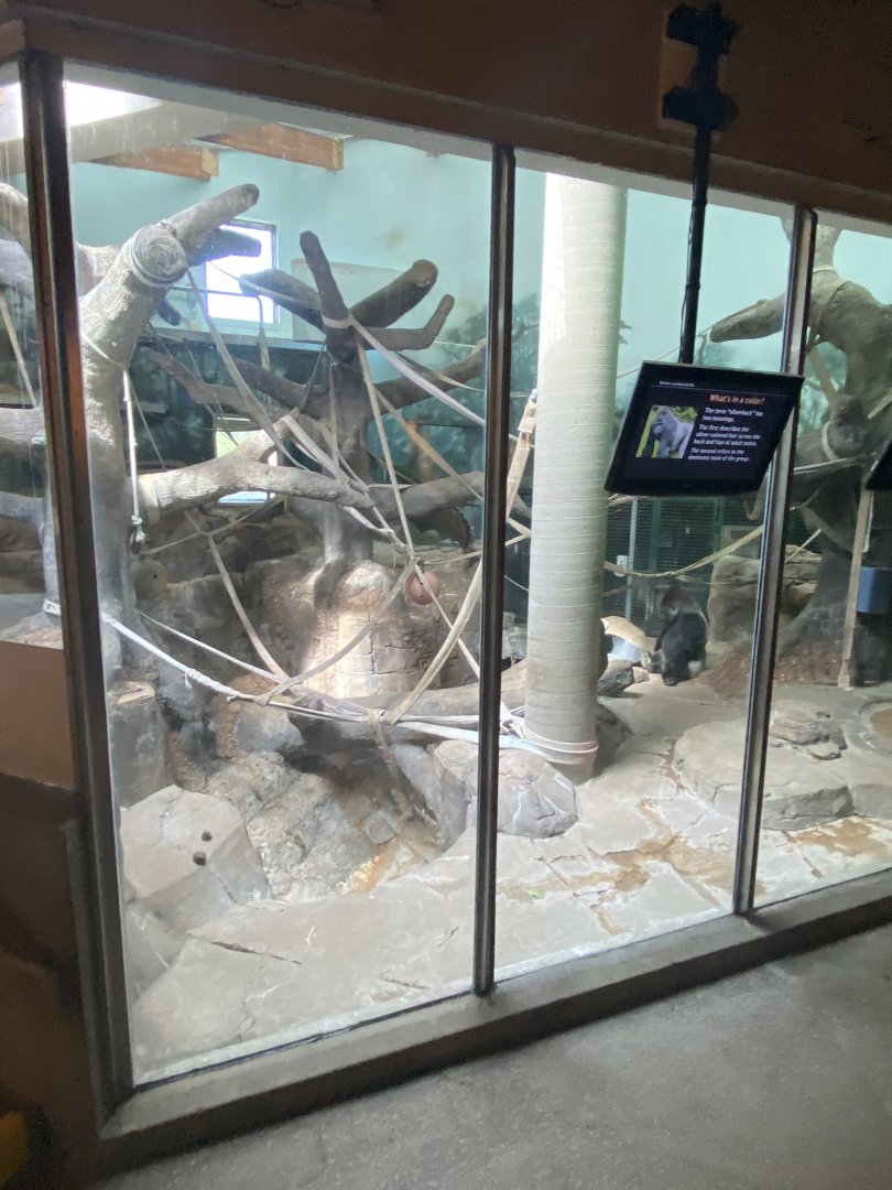 Primates- western lowland gorilla indoor exhibit