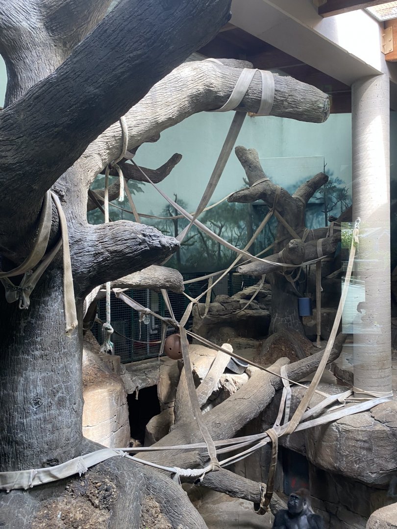 Primates- western lowland gorilla indoor exhibit