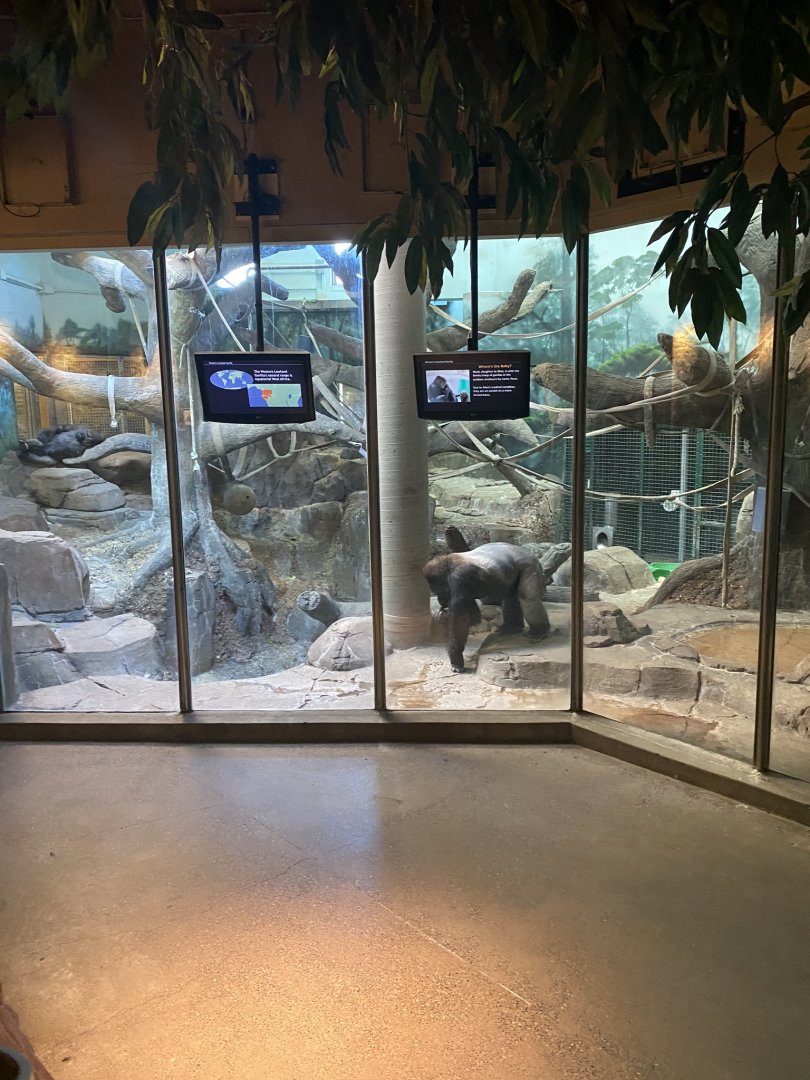 Primates- western lowland gorilla indoor exhibit