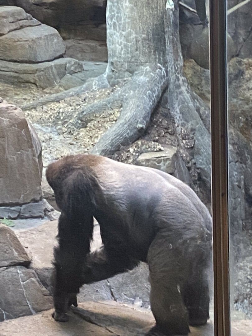 Primates- western lowland gorilla