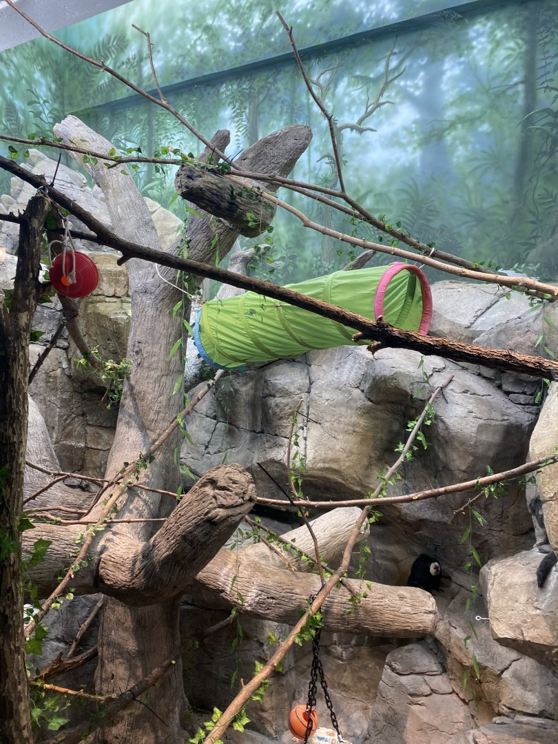 Primates- White faced saki & Hoffman’s two toed sloth exhibit