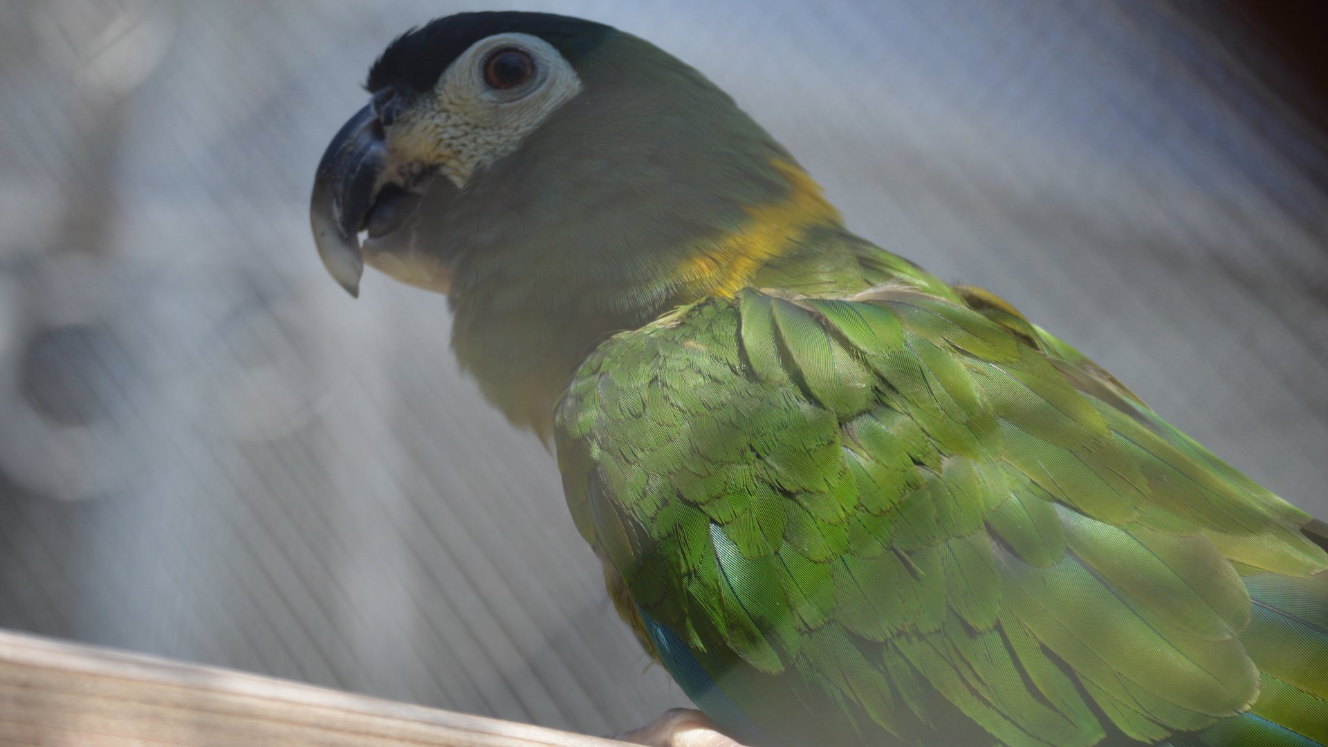 Primolius auricollis