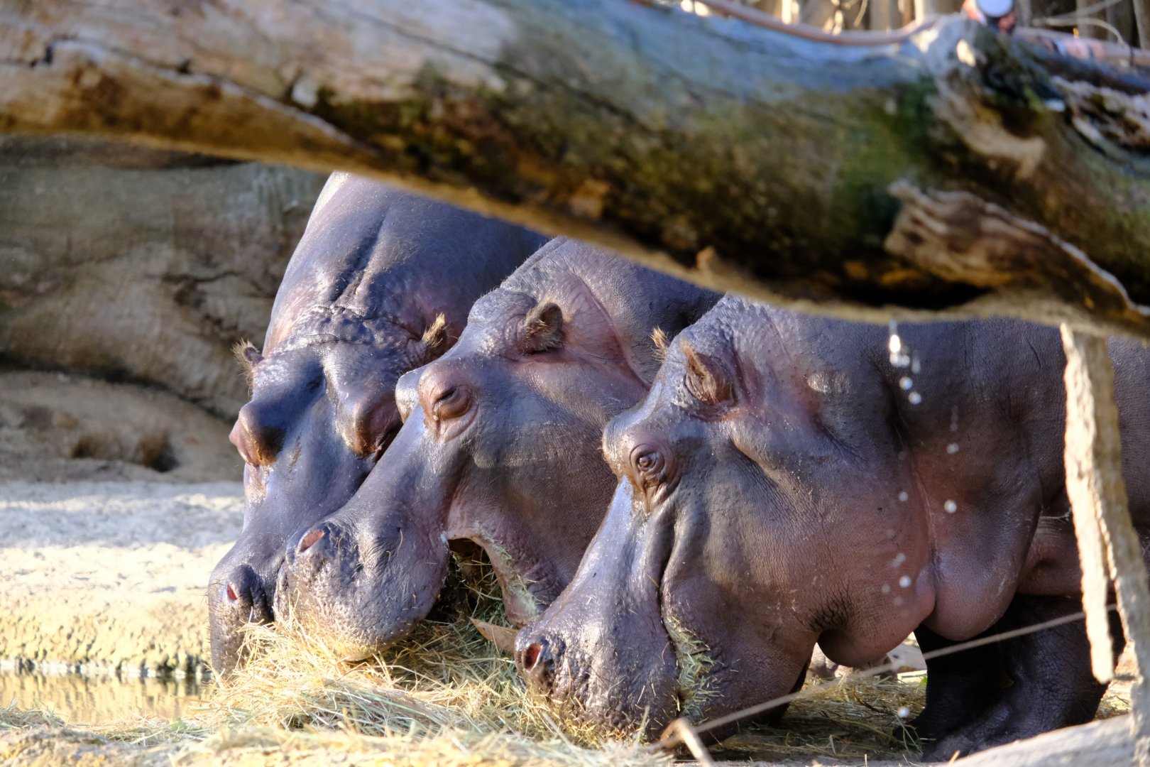 Primrose, Tulip, and Lotus - Werribee Open Range Zoo