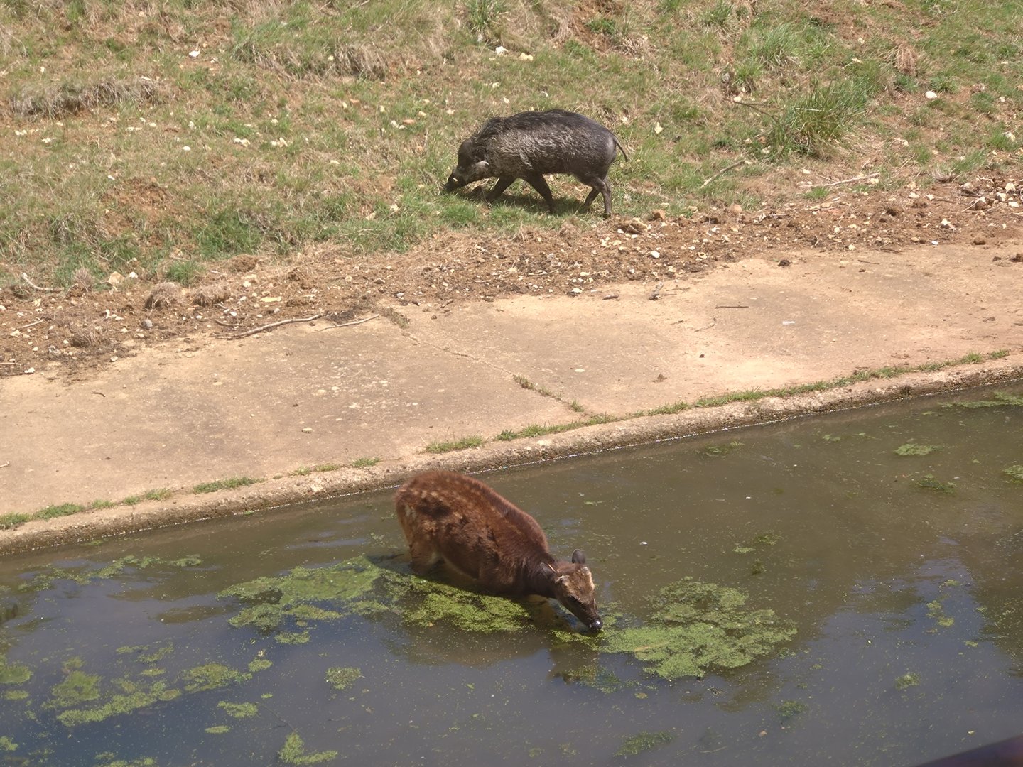 Prince Alfred deer & warty pig 1/6/25