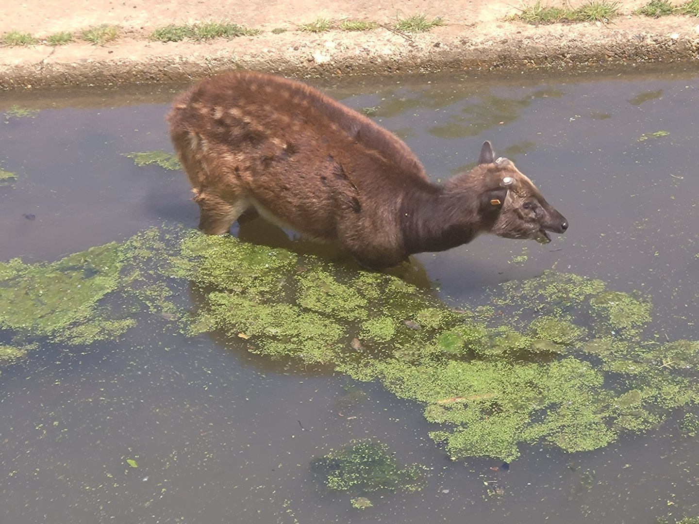 Prince Alfred's deer 1/6/25