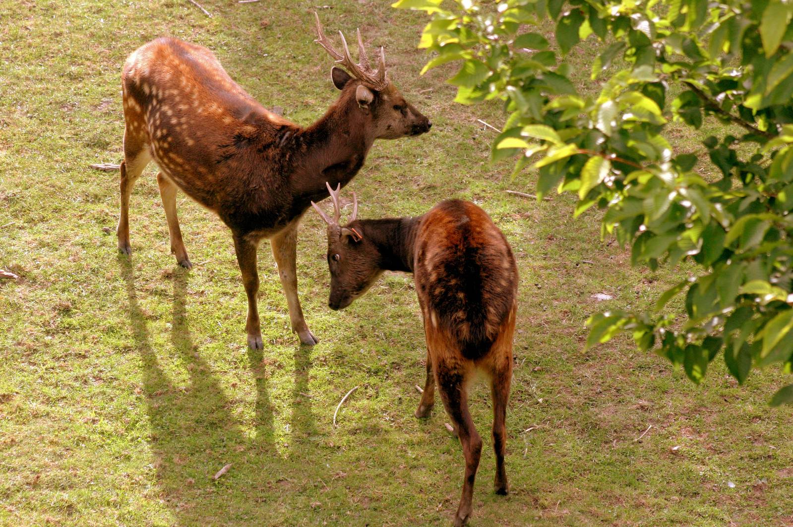 Prince Alfred's deer; Chester; 8th August 2015