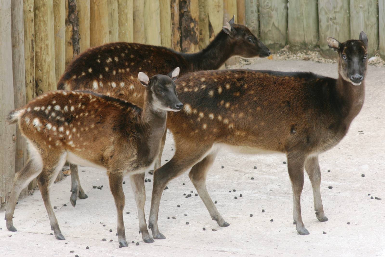Prince Alfred's deer; Chester Zoo; 3rd October 2009