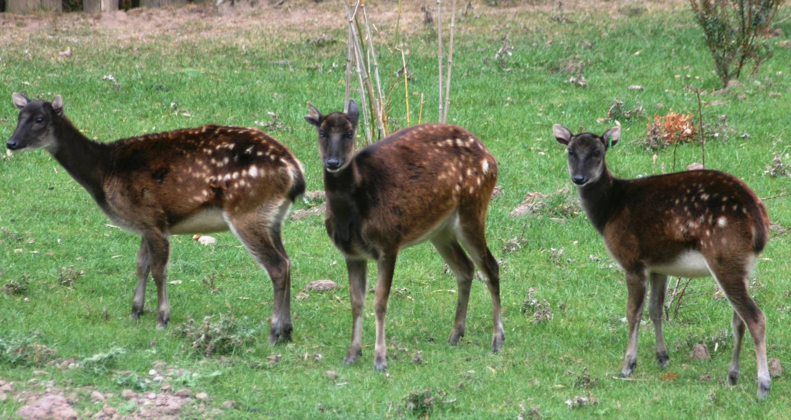 Prince Alfred's deer; Chester Zoo; 3rd October 2009