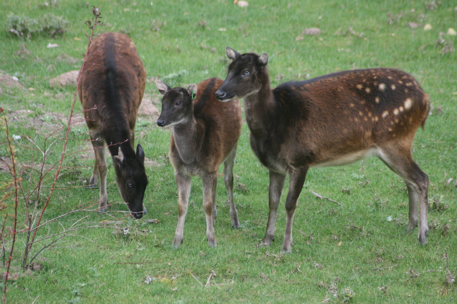 Prince Alfred's deer; Chester Zoo; 3rd October 2009
