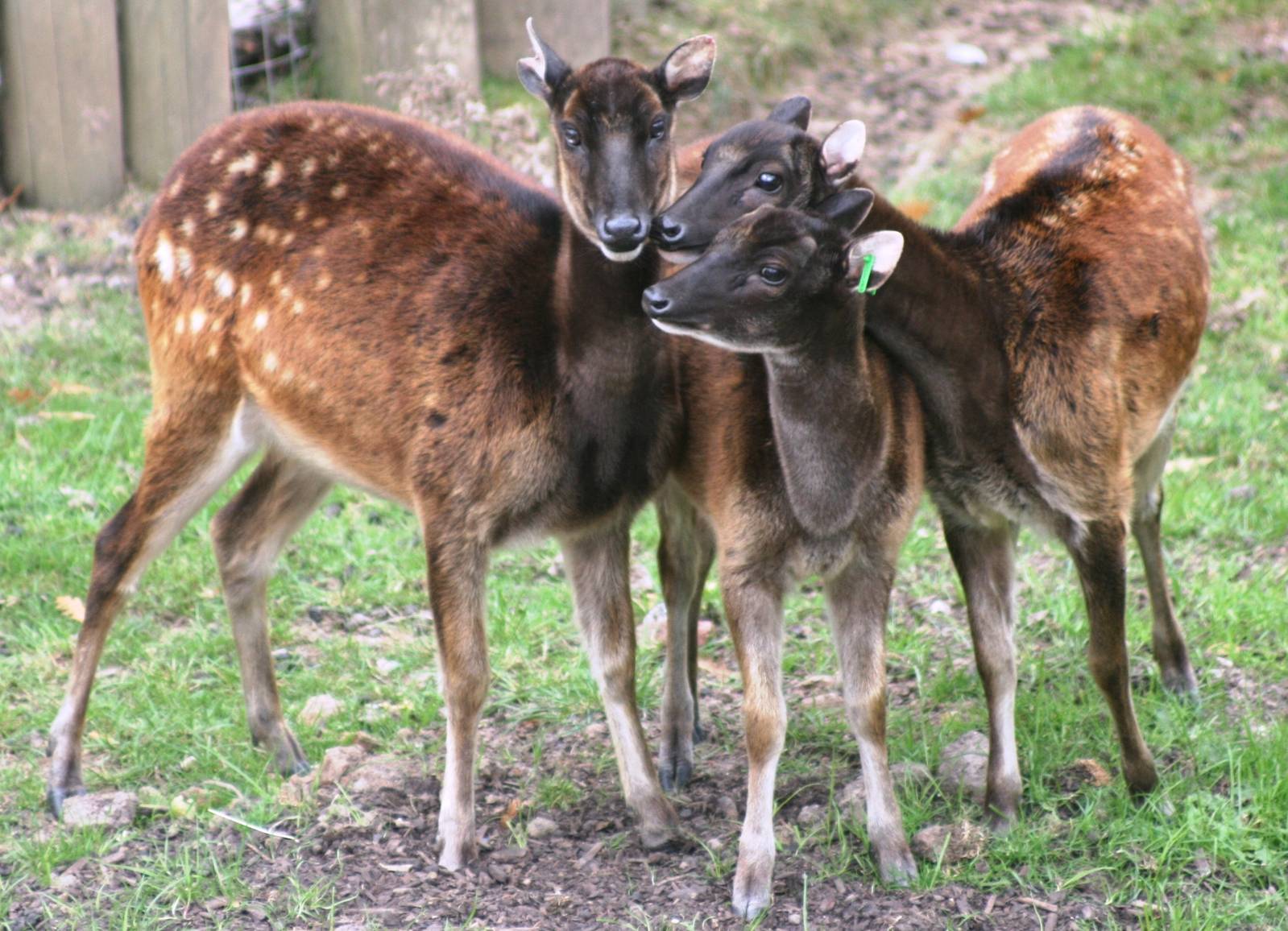 Prince Alfred's deer; Chester Zoo; 3rd October 2009