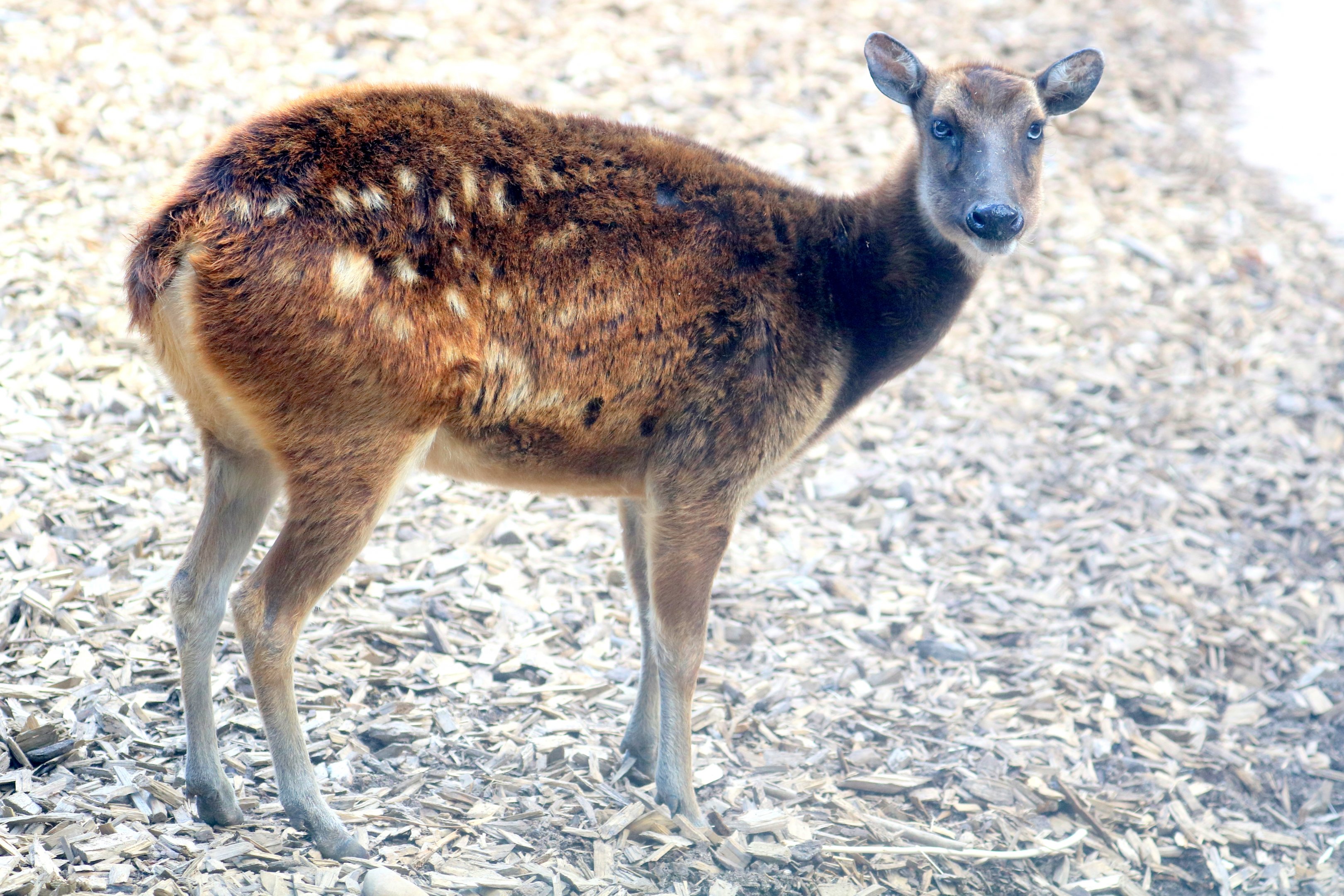 Prince Alfred's deer; Colchester; 12th May 2019