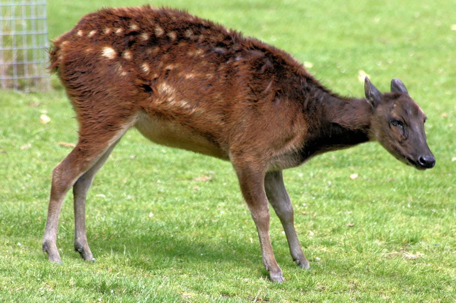 Prince Alfred's deer; Colchester; 15th July 2012