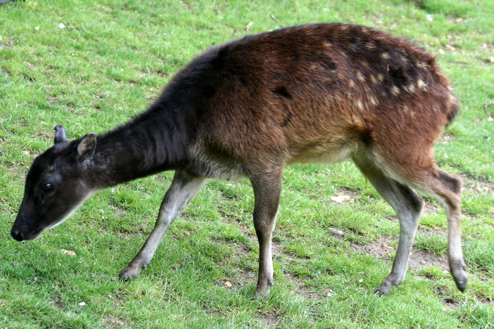 Prince Alfred's deer; Colchester; 15th July 2012
