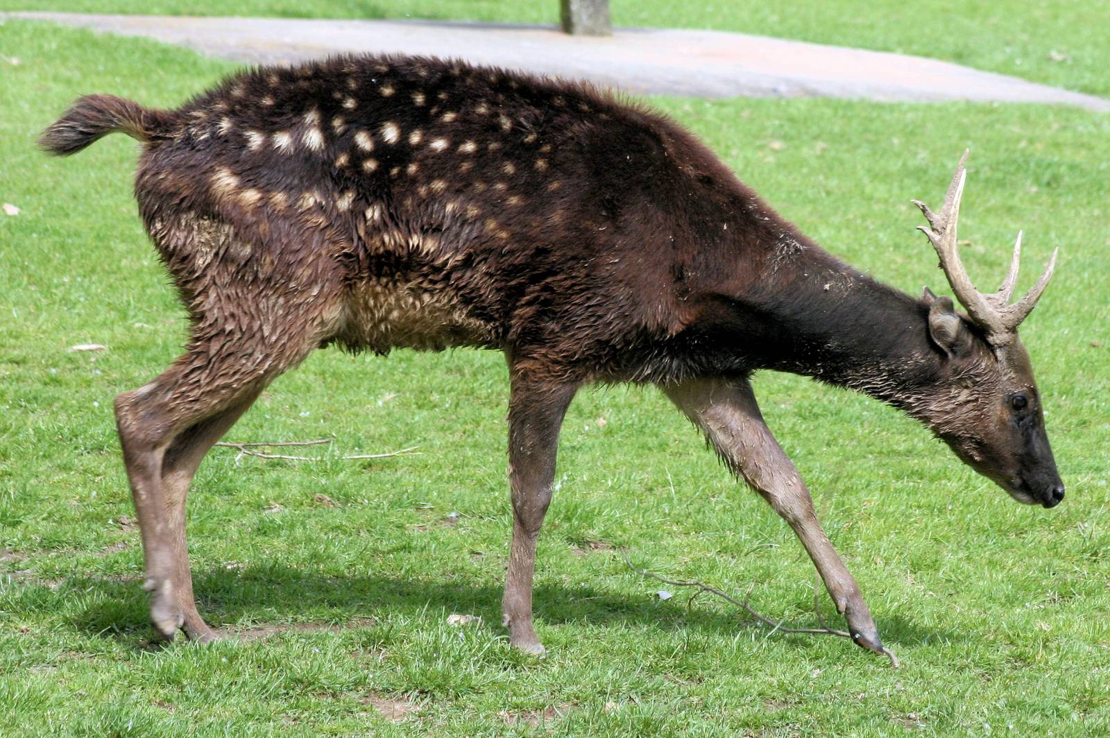 Prince Alfred's deer; Colchester; 15th July 2012